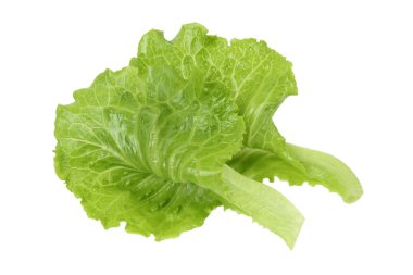 Green lettuce leaf