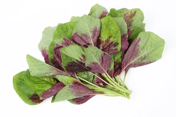 Amaranth vegetable — Stock Photo, Image