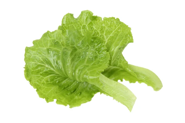 Green lettuce leaf — Stock Photo, Image
