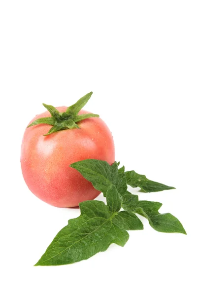 Tomate e folha — Fotografia de Stock