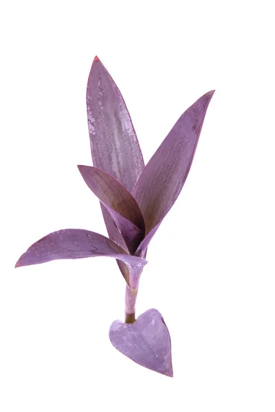 Purple dayflower — Stock Photo, Image