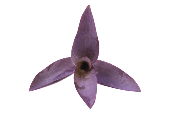 Purple leaf of dayflower — Stock Photo, Image