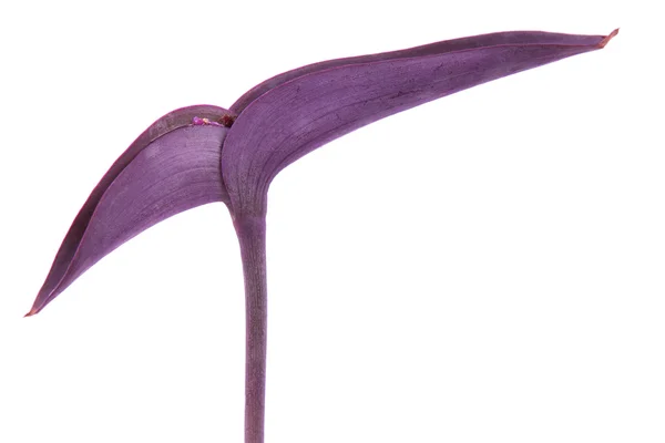 Púrpura setcreasea — Foto de Stock