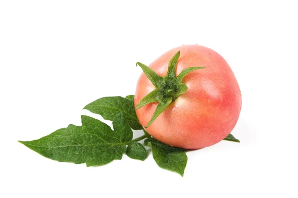 Tomate e folha — Fotografia de Stock