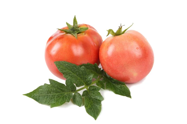 Two tomato and leaf — Stock Photo, Image
