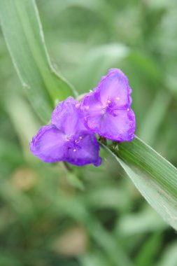 tradescantia çiçek