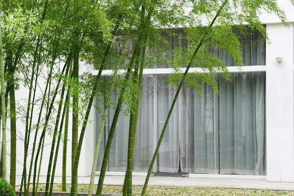 Bambou et maison — Photo