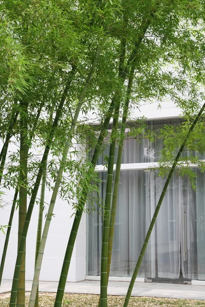 Groene bamboe en huis — Stockfoto