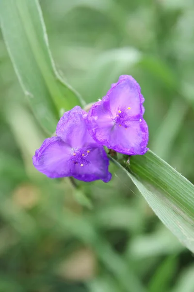 Tradescantia flower — Stock Photo, Image