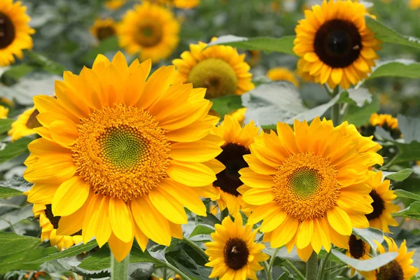 Bunga matahari di lapangan — Stok Foto