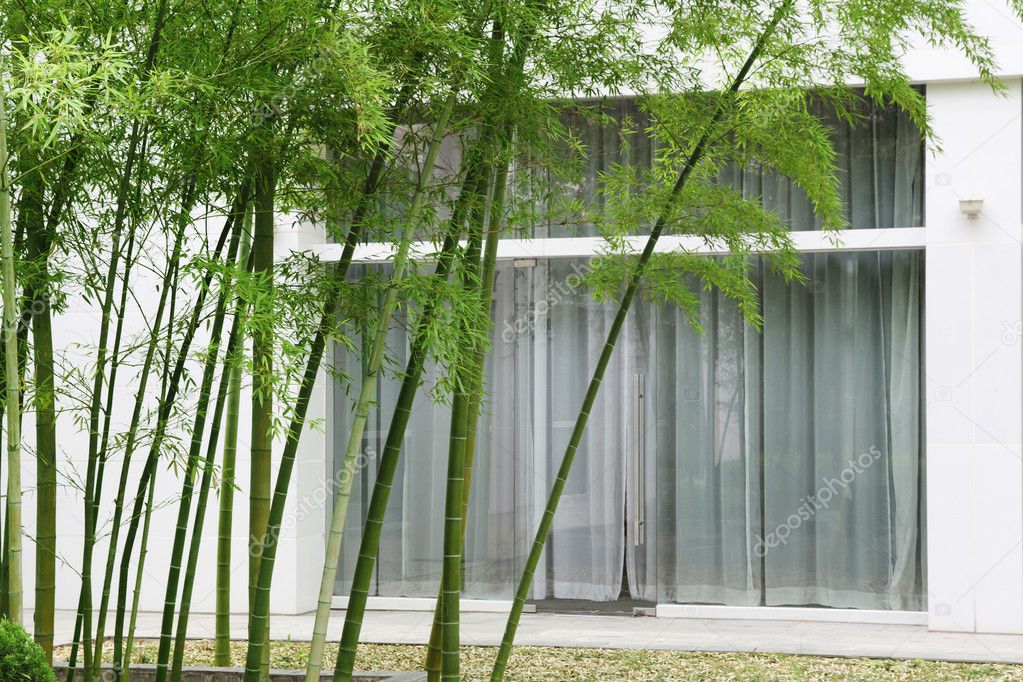 Bamboo and house