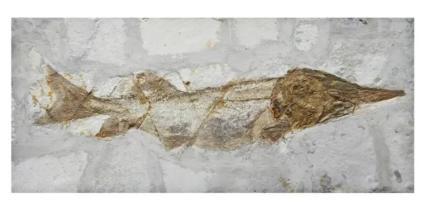 鱼化石 — 图库照片