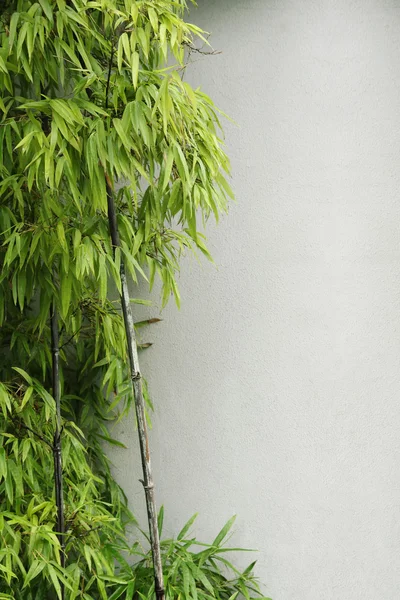 Green bamboo and wall — Stock Photo, Image