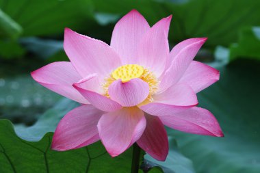 Blooming lotus flower clipart