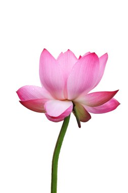 Isolated lotus flower clipart