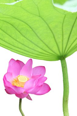 Lotus clipart