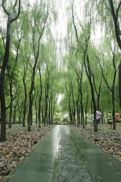 杨柳树排行路径 — 图库照片