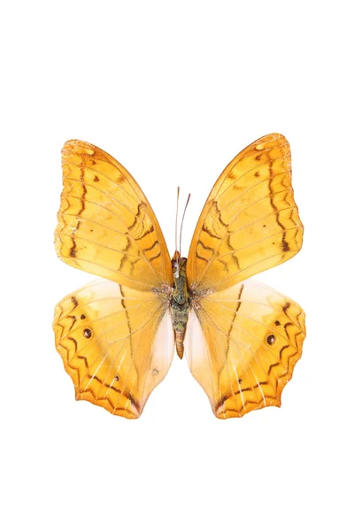 Izolované plachtu motýl — Stock fotografie