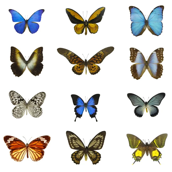 12 różnych motyle — Zdjęcie stockowe