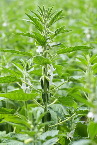 Flor de semilla de sésamo —  Fotos de Stock