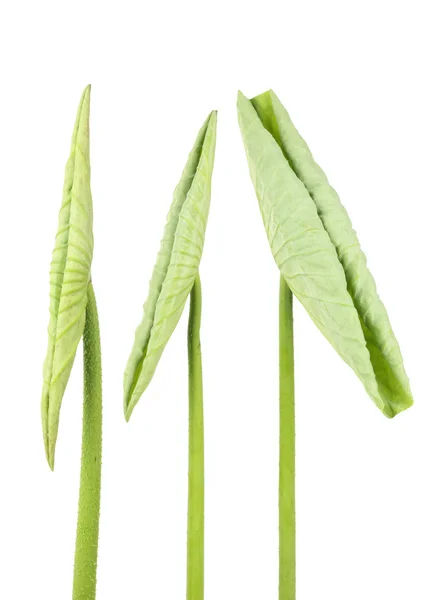 Lotus leaf tips — Stockfoto
