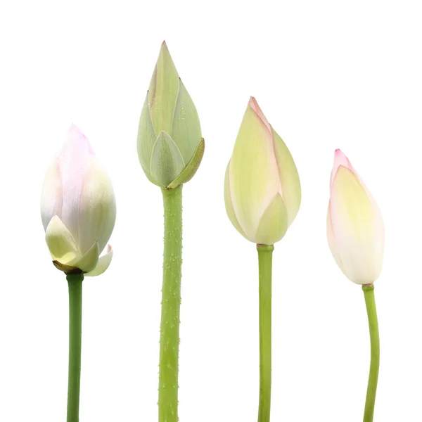 Lotus μπουμπούκια — Φωτογραφία Αρχείου