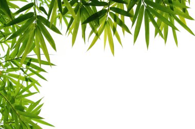 Bamboo leaves clipart