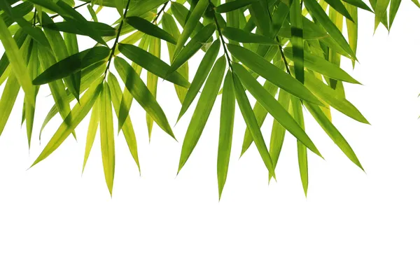 Bladeren van bamboe — Stockfoto