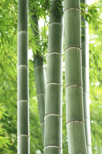 Bosque de bambú — Foto de Stock