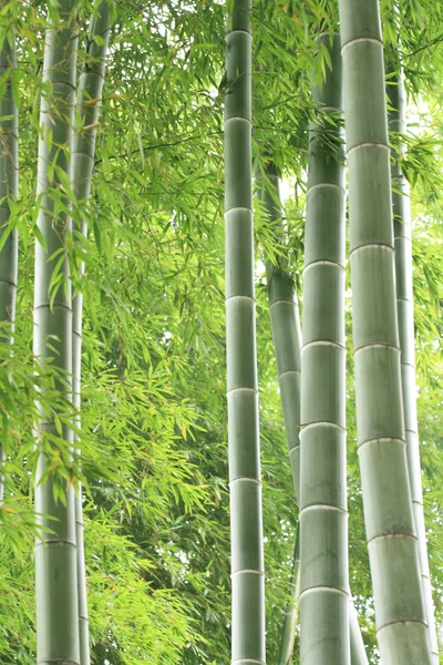 Zöld bambuszerdő — Stock Fotó