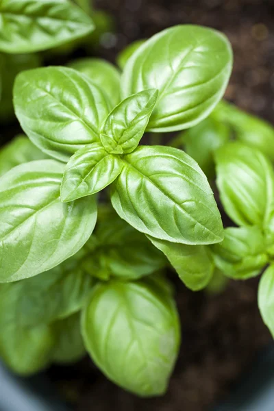 Basil Plant — Stock Photo, Image