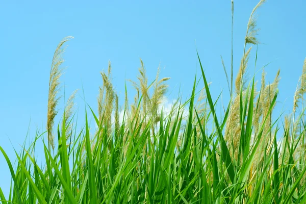 stock image Solar sky and grass