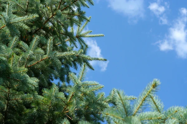 Zonne-pine Stockafbeelding