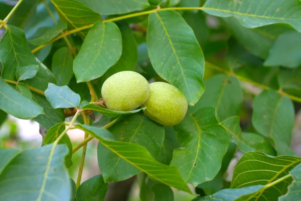 stock image Nuts on the tree