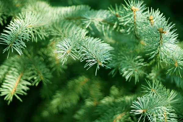 stock image Solar pine