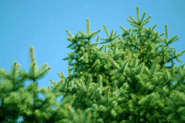 stock image Solar pine