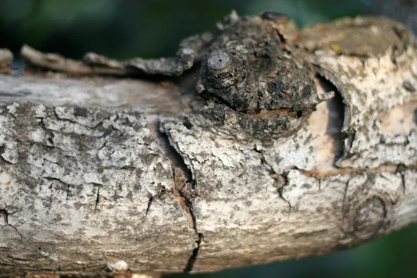 Stock image Texture old tree