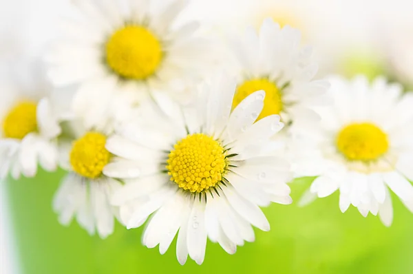 stock image Daisy