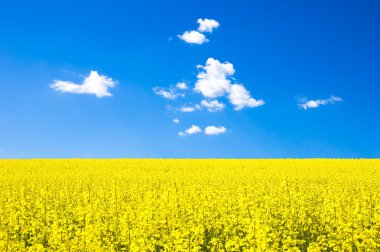 Rapeseed field clipart