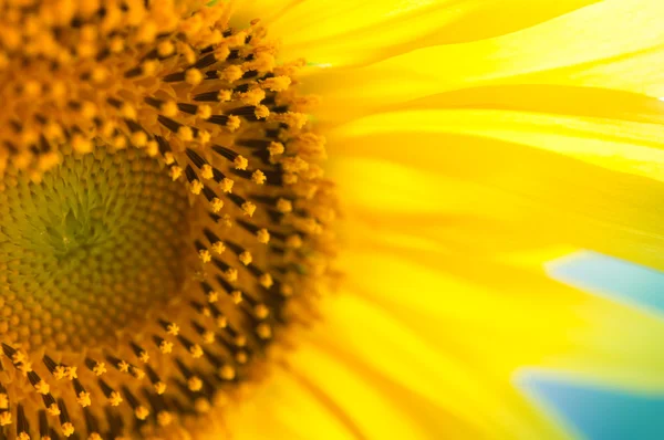 stock image Sunflower