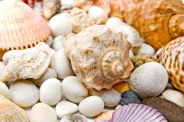 Seashells sobre pedras — Fotografia de Stock