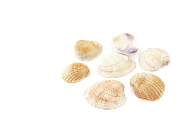 Sea shell. — Stockfoto