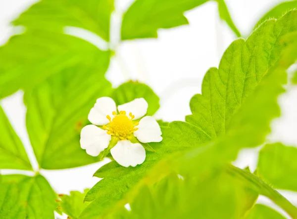 Blossoming strawberry. — Stock Photo, Image