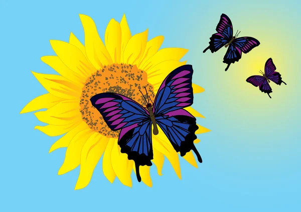 Sunflower with butterflies. 