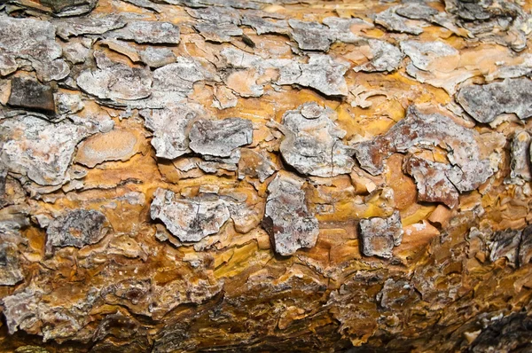 stock image Pine bark texture.