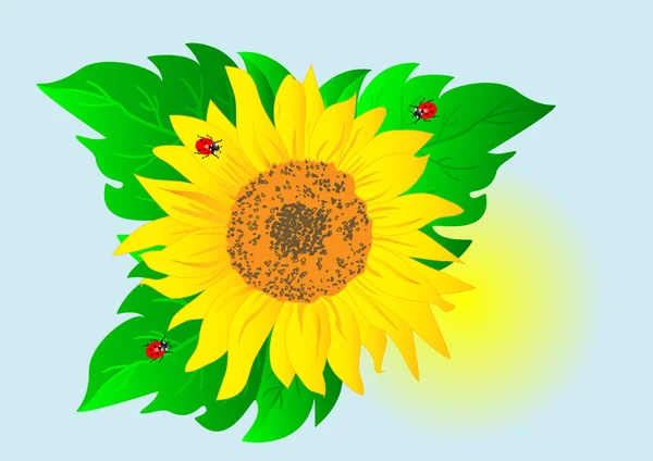 Sonnenblume mit Marienkäfern. Vektor — Stockvektor