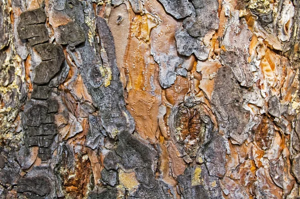 stock image Pine bark texture.