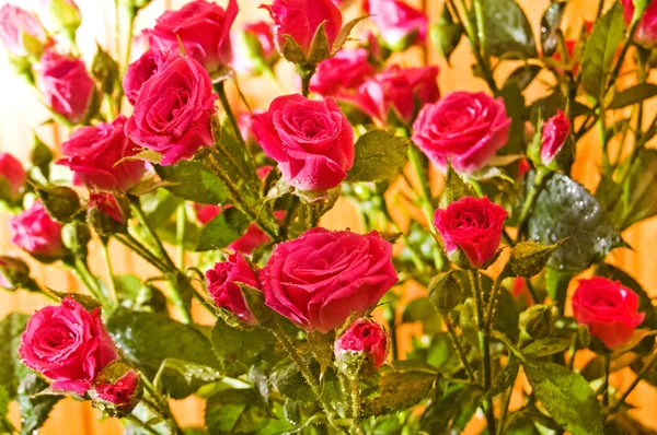 Stock image Pink roses.