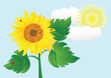 Sunflower with ladybugs. vector illustration. clipart