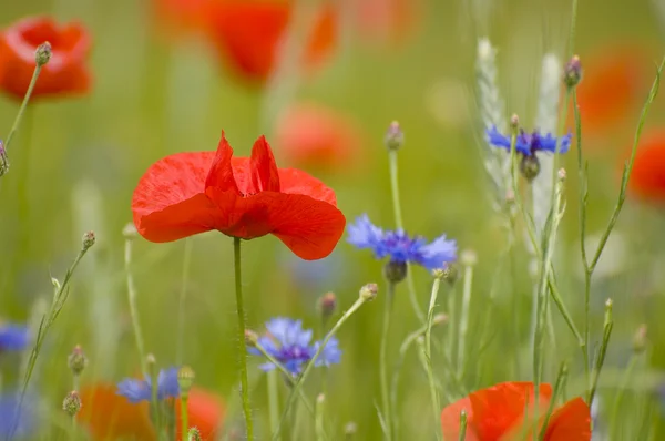 Red poppies Stock Image